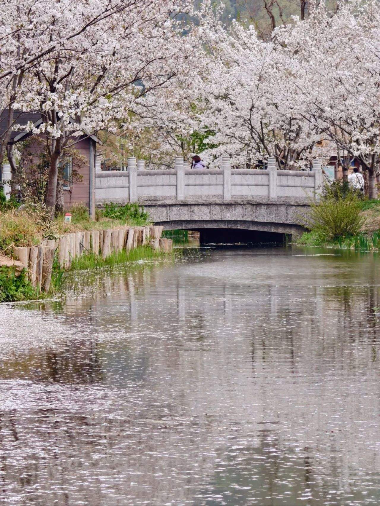 上海＋南京＋無錫＋蘇州＋杭州＋烏鎮6日間ハイエンドツアー（宋城千古